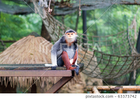 Lemurs five colors or Red-shanked and Scientific name Pygathrix nemaeus in a cage at zoo. 63373742