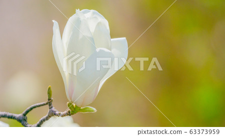White magnolia 16: 9 White magnolia 16: 9 63373959