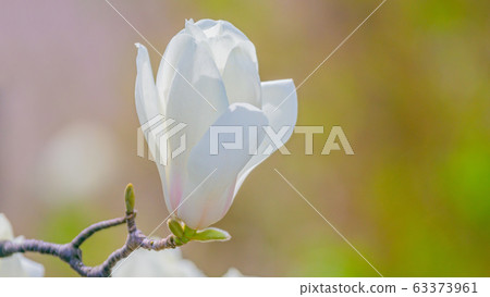 White magnolia 16: 9 White magnolia 16: 9 63373961