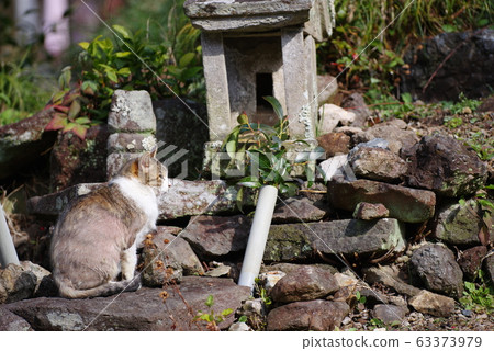 Wolf and cat Wolf and cat 63373979
