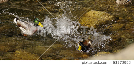 Chasing pretend Chasing pretend 63373993