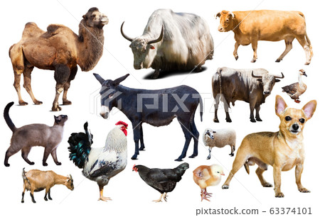 domestic animals collection domestic animals collection 63374101