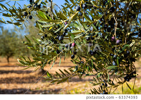 Black olives on tree on a sunny day 63374393