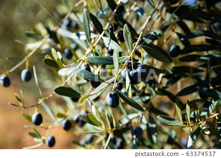 Growing black olives in orchard Growing black olives in orchard 63374537