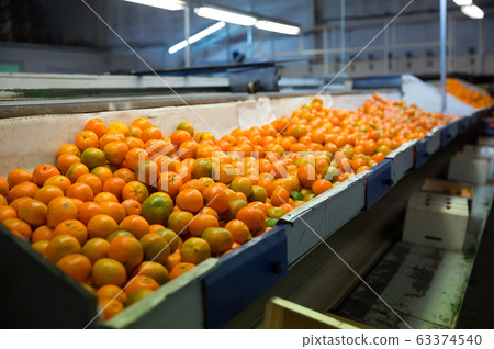 View of oranges conveyor belt View of oranges conveyor belt 63374540