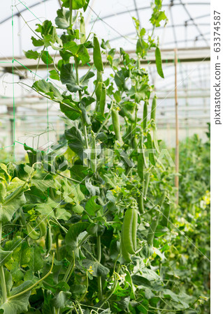 Peas plants growing in greenhouse farm Peas plants growing in greenhouse farm 63374587