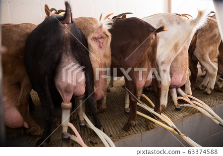 Goats being milked with automated equipment Goats being milked with automated equipment 63374588