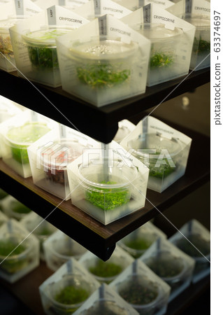 Aquarium plants on shelves of pet shop Aquarium plants on shelves of pet shop 63374697