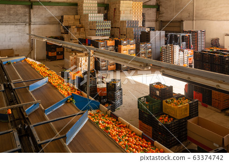 Production facilities of grading and packing of harvest of mandarins on an agricultural farm Production facilities of grading and packing of harvest of mandarins on an agricultural farm 63374742