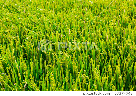 Paddy rice plants Paddy rice plants 63374743