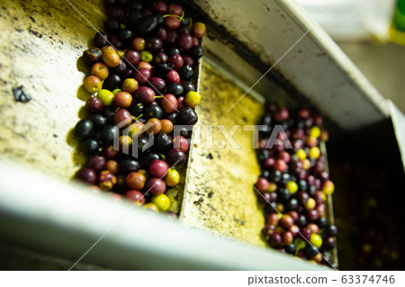 Olives transported on conveyor Olives transported on conveyor 63374746
