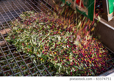 Olives discharge in hopper 63374751