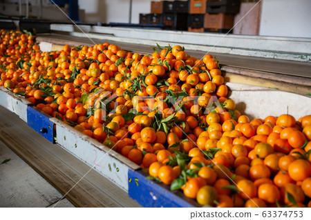 Ripe tangerines on a fruit sorting production line Ripe tangerines on a fruit sorting production line 63374753