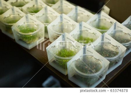 Aquarium plants on shelves of pet shop Aquarium plants on shelves of pet shop 63374878