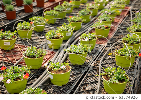 Pots with flowering portulaca in greenhouse Pots with flowering portulaca in greenhouse 63374920
