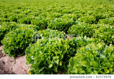 Field planted with green endive Field planted with green endive 63374976