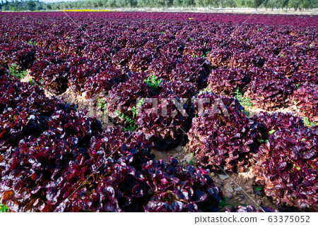Red lettuce plant in farm field Red lettuce plant in farm field 63375052