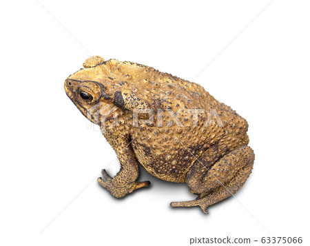 Asian Toad on white background. (clipping path) Asian Toad on white background. (clipping path) 63375066