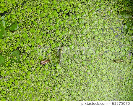 small leaves of Lemna minor. small leaves of Lemna minor. 63375070