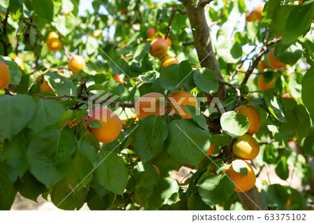 Ripe apricots on trees Ripe apricots on trees 63375102