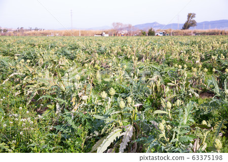 Ripe artichokes on plantation Ripe artichokes on plantation 63375198