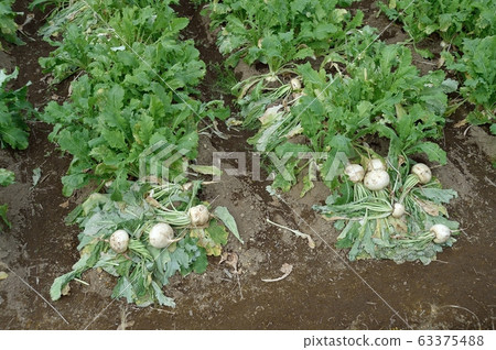 Turnips that could not be shipped in the warm winter Turnips that could not be shipped in the warm winter 63375488