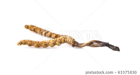Ophiocordyceps sinensis (CHONG CAO, DONG CHONG XIA Ophiocordyceps sinensis (CHONG CAO, DONG CHONG XIA 63375830