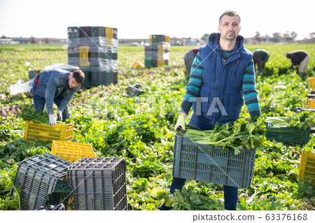 Farmer stacking boxes with celery 63376168