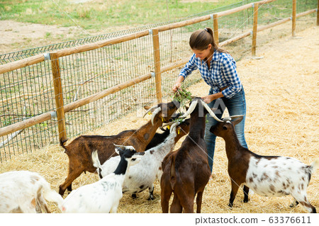 Female farmer feeding goats 63376611