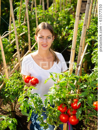 Young woman gardener picking harvest of fresh tomatoes 63377550