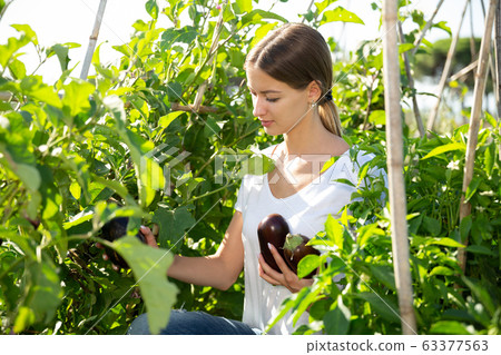 Female gardener during harvesting of eggplants in sunny garden 63377563