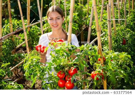 Young woman gardener picking harvest of fresh tomatoes 63377564