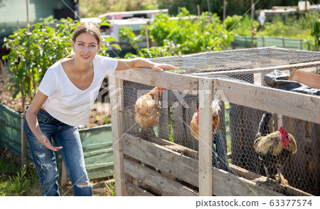 Farmer woman feeding chikens in a hen house Farmer woman feeding chikens in a hen house 63377574