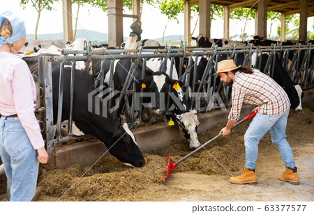 Breeder feeding cows on farm Breeder feeding cows on farm 63377577