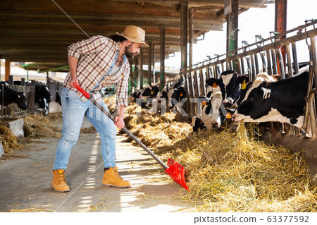 Breeder feeding cows on farm Breeder feeding cows on farm 63377592