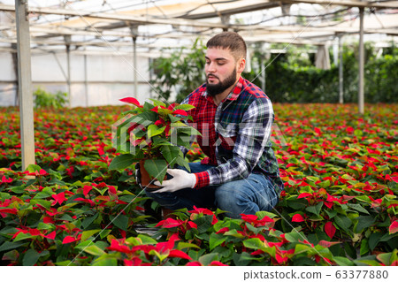 Skilled florist man engaged in cultivation of plants of poinsettia in greenhouse 63377880