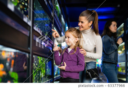Woman with daughter in search of aquarium fish in pet shop Woman with daughter in search of aquarium fish in pet shop 63377966