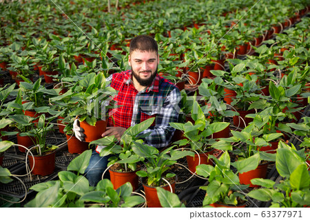 Worker of glasshouse arranging blooming asplenium antiquum 63377971