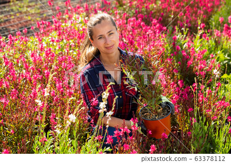 Florist woman working with blooming plants 63378112