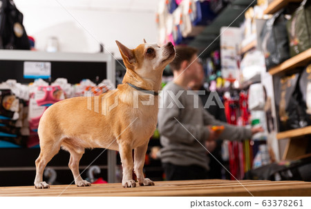 Chihuahua dog sitting in petshop Chihuahua dog sitting in petshop 63378261