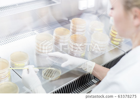 Female scientist working with laminar flow at corona virus vaccine development laboratory research facility. Female scientist working with laminar flow at corona virus vaccine development laboratory research facility. 63378275