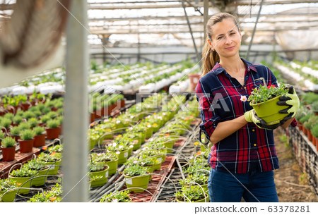 Glad farmer engaged in cultivation portulaca 63378281