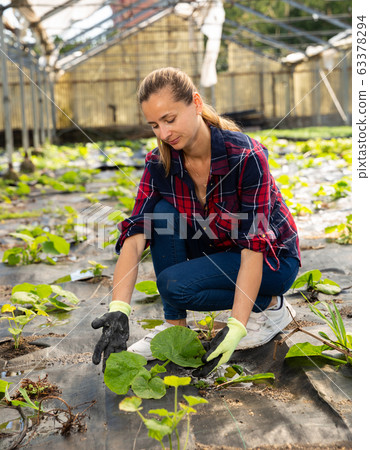 Female farmer caring for pumpkin seedlings 63378294