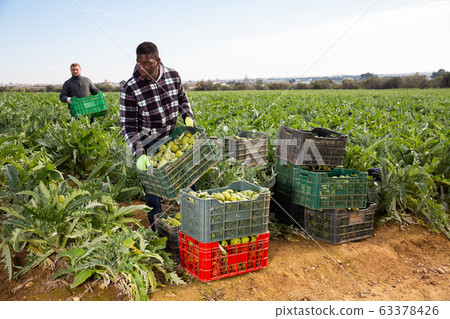 Workers store boxes with arshitok on the field Workers store boxes with arshitok on the field 63378426