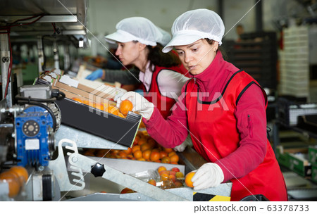 Two workers in process of sorting and packaging apricots 63378733