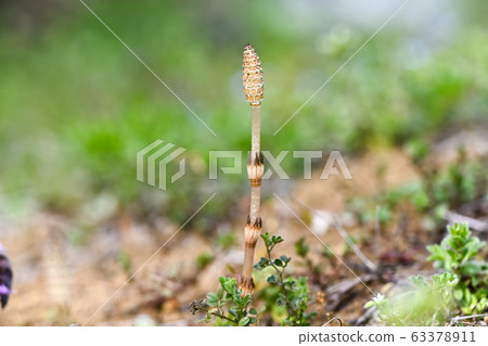 Tsukushi Tsukushi 63378911