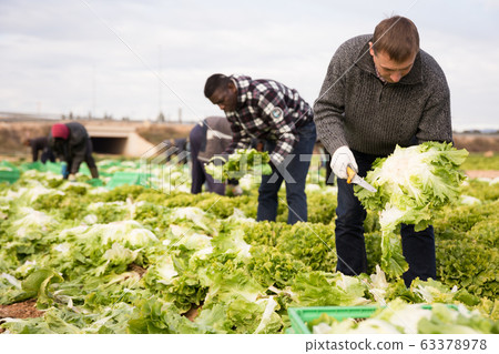 Farm worker harvesting green lettuce Farm worker harvesting green lettuce 63378978