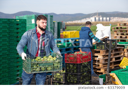 Positive worker carrying crates with artichokes Positive worker carrying crates with artichokes 63379009