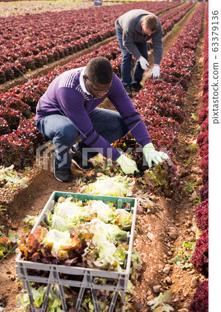 Farmers harvesting red leaf lettuce 63379136