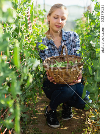 Girl gardener attentively selecting pea to basket in green garden Girl gardener attentively selecting pea to basket in green garden 63379182